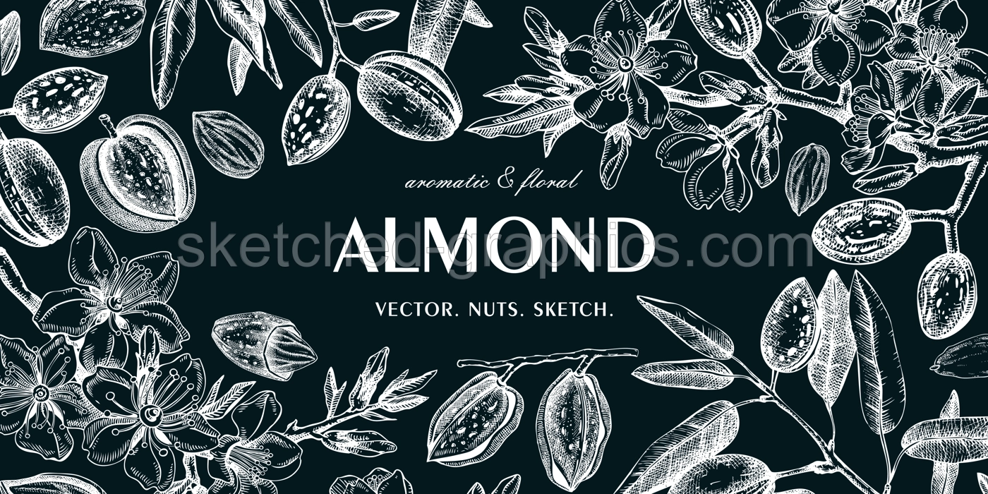 Almond background on chalkboard. Blooming branches, flowers, almond nut sketches. Hand drawn vector illustration. Botanical banner design. NOT AI generated Illustration